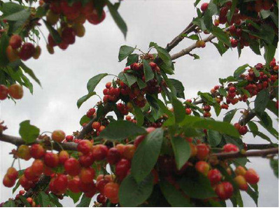 Image Slide