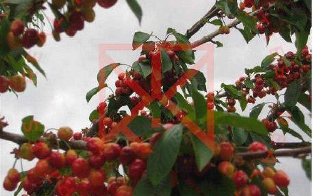 Finca de 220 ha en Moncorvo