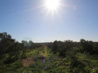 Image Slide