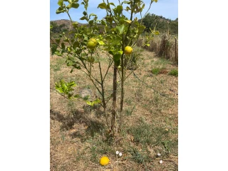 Image Slide