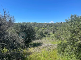 Image Slide