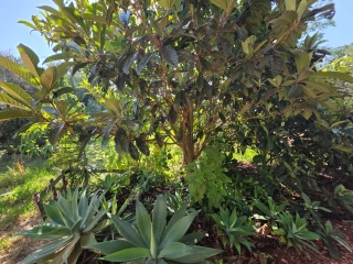Image Slide