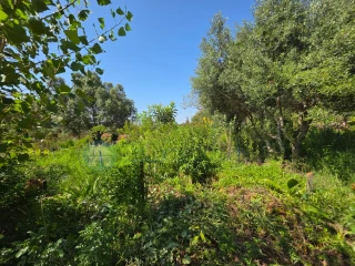 Image Slide