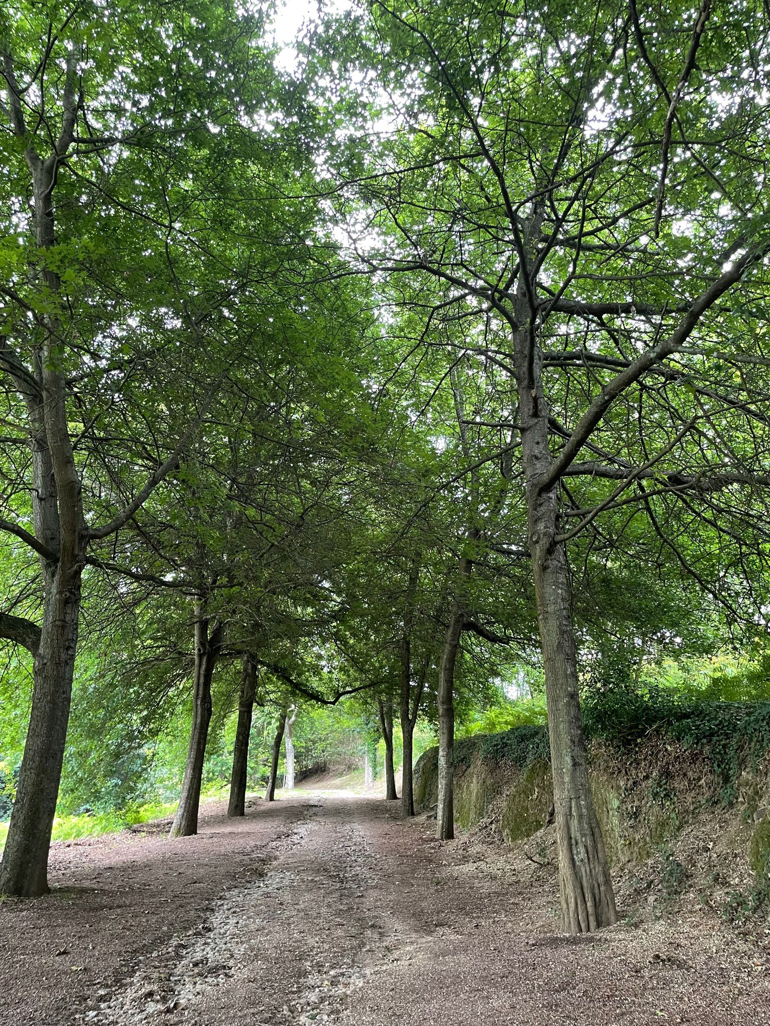 Quinta para venda em Guimarães