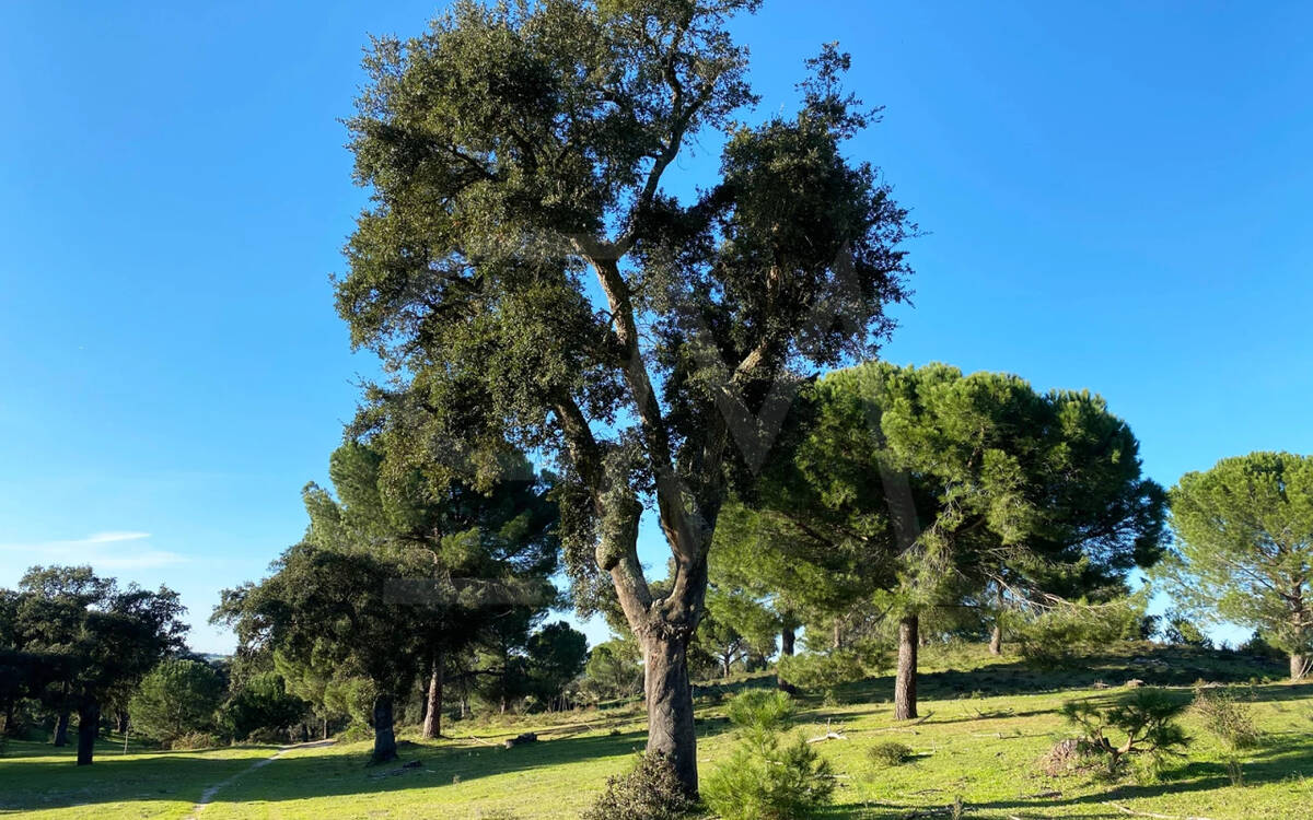 Terreno en Águas de Moura, Palmela