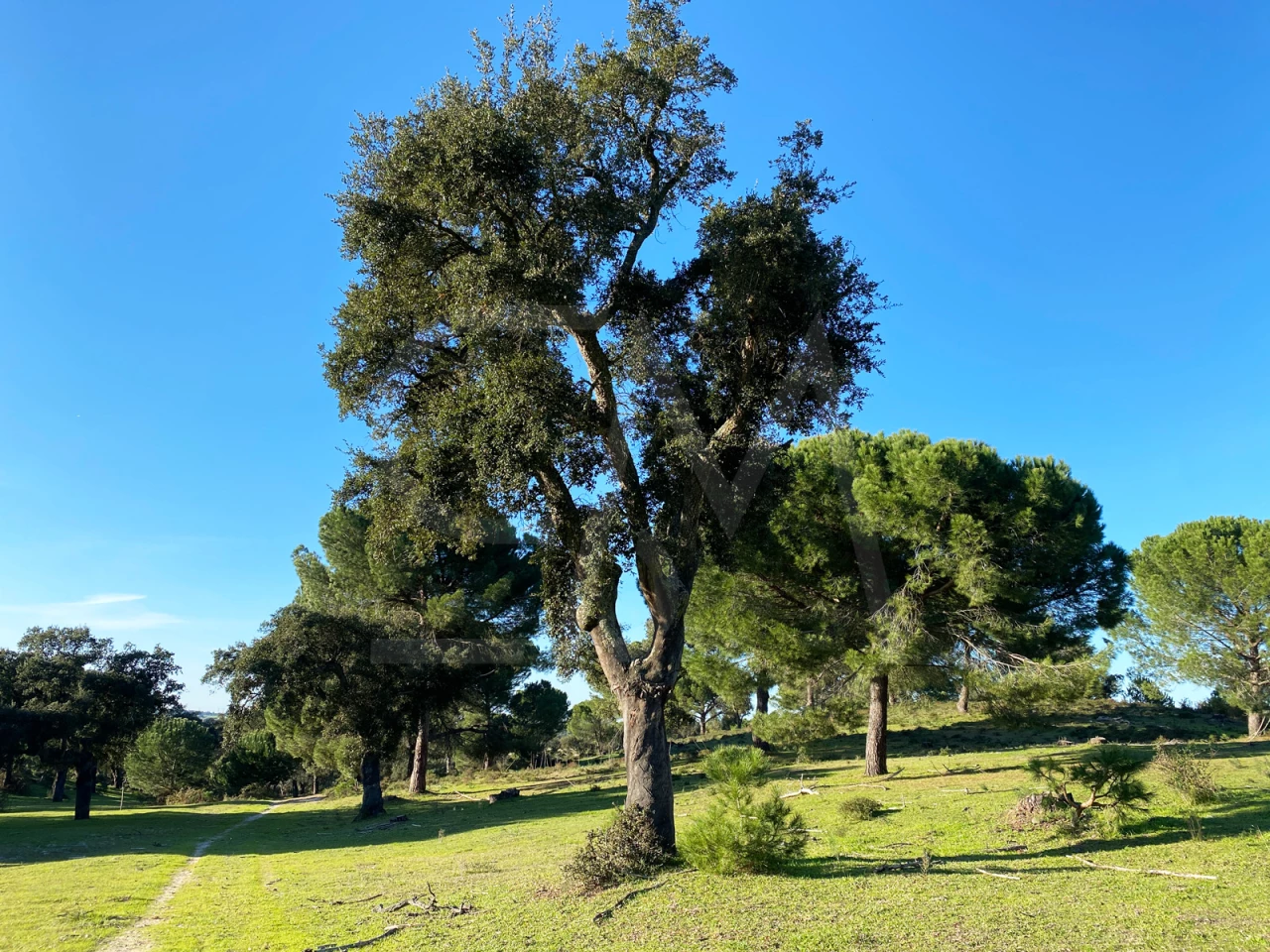 Terreno com Pista de Aviação em Águas de Moura — Palmela